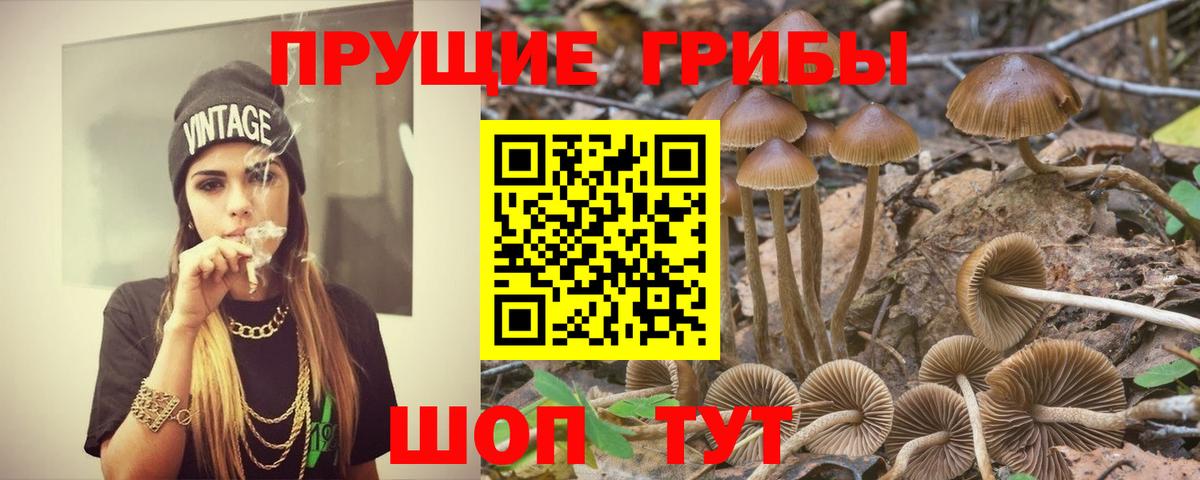 Вышний Волочёк  Галлюциногенные грибы мицелий  Псилоцибиновые грибы Cubensis  Вход с VPN 