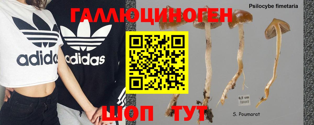 Псилоцибиновые грибы Вышний Волочёк